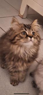 Britse langhaar kittens, Dieren en Toebehoren, Katten en Kittens | Raskatten | Langhaar, Meerdere dieren, Ontwormd, 0 tot 2 jaar