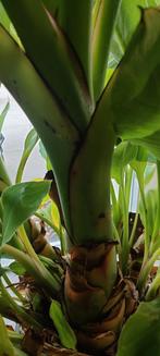 Musella ( musa) lasiocarpa. Hoogte 190 cm., Ophalen, Zomer, Overige soorten, Halfschaduw