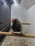 Te koop man charcoal pastel van 2023, Dieren en Toebehoren, Vogels | Overige Vogels, Mannelijk