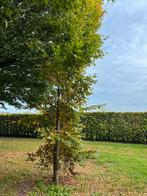 Groene beuk - gewone beuk - Fagus Sylvatica 450cm, Tuin en Terras, Planten | Bomen, Ophalen, Bloeit niet, Halfschaduw, Overige soorten