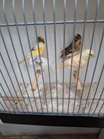 4 hardekijnen 2025 mannen poppen, Dieren en Toebehoren, Vogels | Kanaries, Meerdere dieren, Kleurkanarie