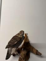 Opgezette Sperwer - Taxidermie, Ophalen, Vogel, Opgezet dier