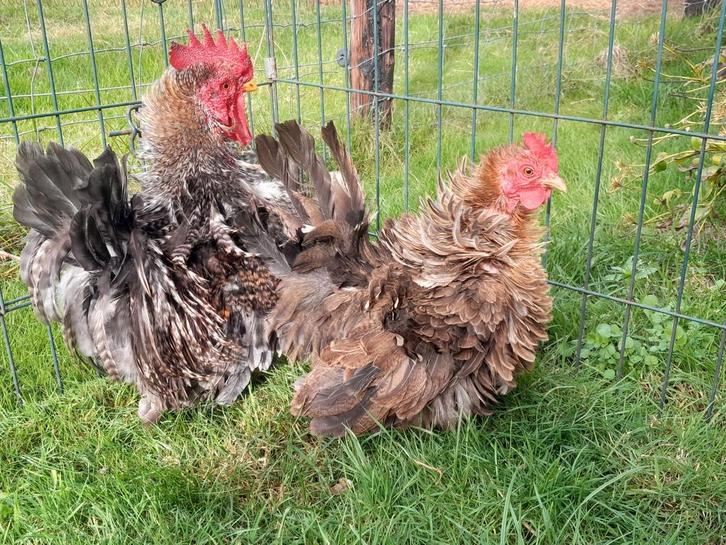Prachtig koppel krulveer krielkippen en wyandotte kriel, Dieren en Toebehoren, Pluimvee, Kip, Meerdere dieren