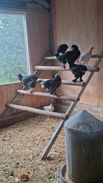 brahama kippen, Meerdere dieren, Kip