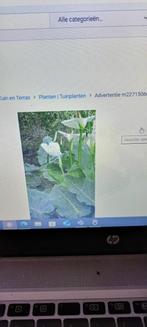 Gezocht: zantedeschia Hercules, Volle zon, Vaste plant, Lente, Ophalen