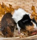 Lieve koppel cavia ( veel in handen geweest), Dieren en Toebehoren, Cavia, Mannelijk, Tam, Oktober