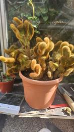 Cristaat Cactus - Uniek Exemplaar, Ophalen of Verzenden, Minder dan 100 cm, In pot, Cactus