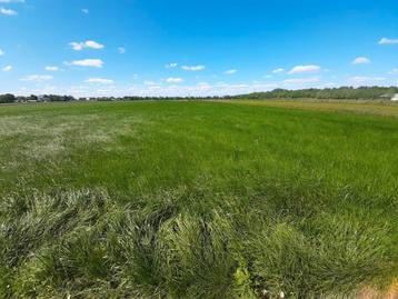 Aangeboden gras op stam ruim halve Hectare  beschikbaar voor biedingen