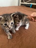Kittens, Ophalen of Verzenden