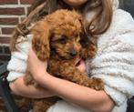 GEZOCHT maltipoo zoals foto, Nederland, 8 tot 15 weken, Eén hond, Fokker | Professioneel
