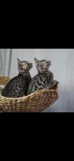 Bengaal kittens 11 weken oud, Dieren en Toebehoren, Katten en Kittens | Raskatten | Korthaar, Meerdere dieren, Gechipt