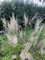 Calamagrostis Brachytricha | Diamantgras | Chemievrij | P9, Volle zon, Vaste plant, Siergrassen, Ophalen of Verzenden