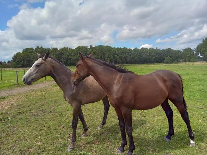 Diverse paarden zoeken nieuw thuis, Dieren en Toebehoren, Paarden, Meerdere dieren, Springpaard, Met stamboom, Gechipt, Ingeënt