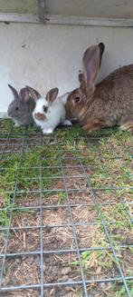 Vlaamse reus x Lotharinger GROOT, Dieren en Toebehoren, Meerdere dieren, Groot, 0 tot 2 jaar