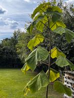 Anna Paulownaboom 3 meter hoog, Tuin en Terras, Planten | Bomen, Overige soorten, Lente, 100 tot 250 cm, Ophalen