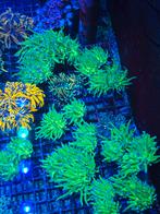 Groene torches,  euphyllia lps, Dieren en Toebehoren, Vissen | Aquaria en Toebehoren, Ophalen