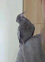 Gezocht: valkparkiet, Mannelijk, Parkiet