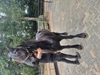 Tekoop friesse merrie, Merrie