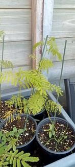Desmanthus illinoensis - Prairie Mimosa planten, Tuin en Terras, Volle zon, Minder dan 100 cm, Zomer, Overige soorten