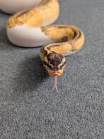 0.1 Female Super Pastel Piebald het Desert Ghost '23, Dieren en Toebehoren, Reptielen en Amfibieën, Slang
