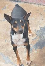 PUKI pinscher X reu 3jr/44cm/12 kg lief vrolijk gezond, Dieren en Toebehoren, Honden | Niet-rashonden, Particulier, Rabiës (hondsdolheid)
