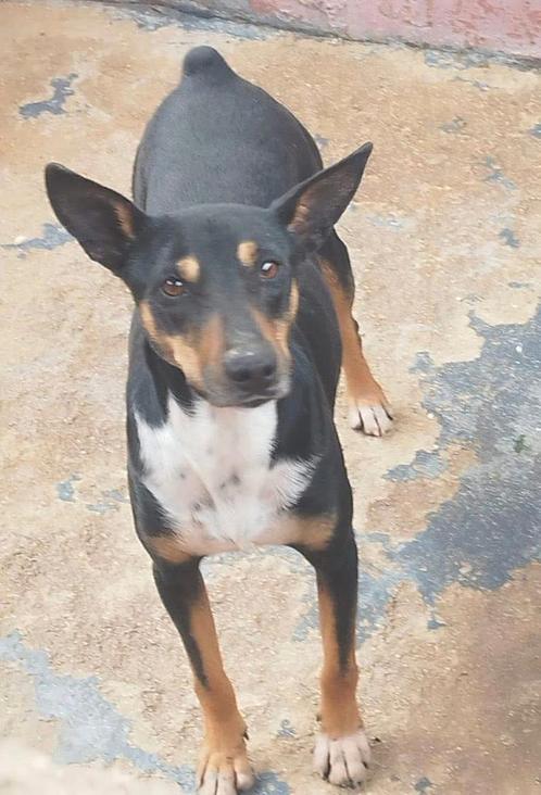 PUKI pinscher X reu 3jr/44cm/12 kg lief vrolijk gezond, Dieren en Toebehoren, Honden | Niet-rashonden, Klein, Reu, Particulier
