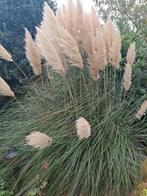 Pampas pluimen, losse verkoop, Tuin en Terras, Ophalen of Verzenden, Volle zon, Overige soorten