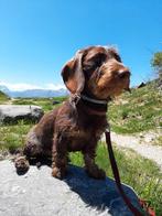 Binnenkort standaard ruwhaar teckel pups met stamboom, Dieren en Toebehoren, Honden | Teckels en Dashonden, 8 tot 15 weken, Meerdere