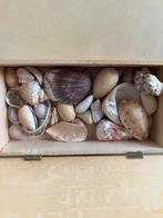 schelpen, Verzamelen, Mineralen en Fossielen, Ophalen of Verzenden, Schelp(en)