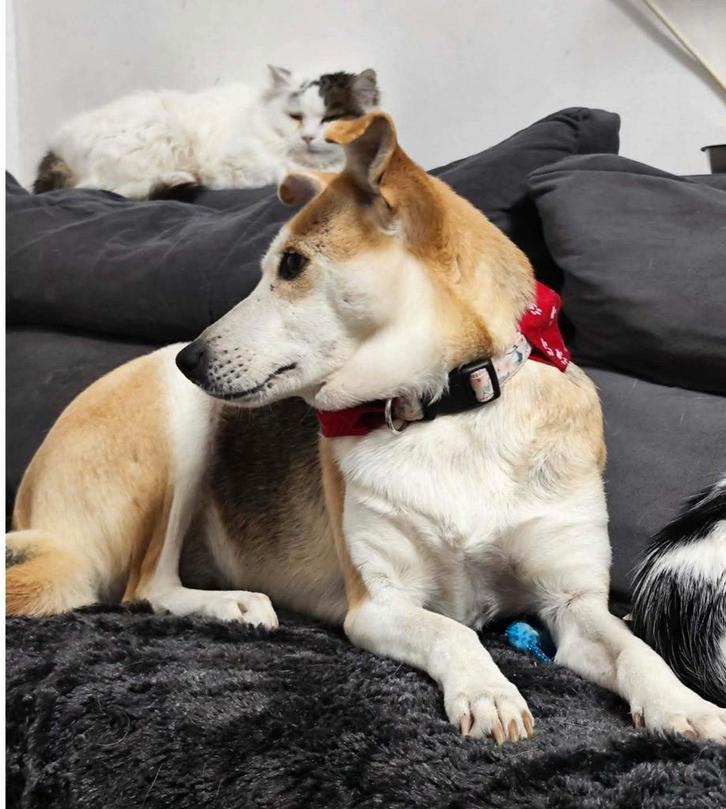 Kaya zoekt baasje, Dieren en Toebehoren, Honden | Niet-rashonden, Middel, Teef, Particulier, Eén hond, Buitenland, 3 tot 5 jaar