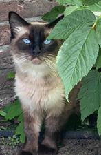 Ragdoll met stamboom; herplaatser, Dieren en Toebehoren, Katten en Kittens | Raskatten | Langhaar, Poes, Met stamboom