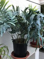 Super grote blauwvaren van 75 cm hoog, Ophalen, Halfschaduw, Minder dan 100 cm