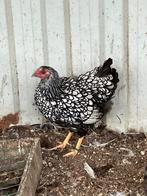 Koppel grote Wyandotte, Dieren en Toebehoren, Pluimvee, Meerdere dieren, Kip