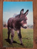 Dieren - Ezel, Ophalen of Verzenden, Gelopen, Overige soorten