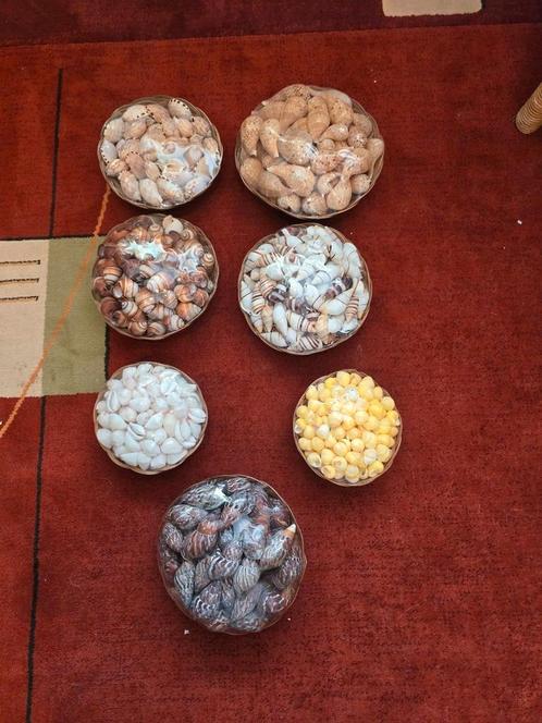 Verschillende mandjes met schelpjes, Verzamelen, Mineralen en Fossielen, Mineraal, Ophalen of Verzenden