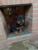 Mooie Rottweiler pups, Dieren en Toebehoren, Honden | Bulldogs, Pinschers en Molossers, Rabiës (hondsdolheid), 8 tot 15 weken