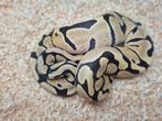 Python regius desert ghost 66% het pied vrouw, Dieren en Toebehoren, Reptielen en Amfibieën, Slang, 0 tot 2 jaar