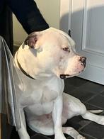 Amerikaanse Bully Dekreu, Dieren en Toebehoren, België, Particulier, Rabiës (hondsdolheid), Reu