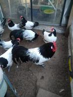 broedeieren Lakenvelder Groot, Dieren en Toebehoren, Pluimvee, Geslacht onbekend, Kip