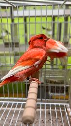 Rood Witte Vleugels Kanarie, Dieren en Toebehoren, Vogels | Kanaries, Meerdere dieren, Kleurkanarie