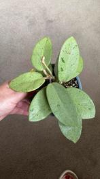 Hoya Silver Dollar, Huis en Inrichting, Kamerplanten, Ophalen of Verzenden, Overige soorten, Minder dan 100 cm