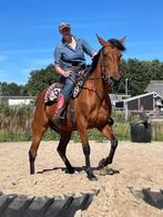 2 lieve (draver) merries te koop, Dieren en Toebehoren, Paarden, Merrie, Zadelmak, Recreatiepaard, Gechipt