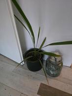 Mooie Kamerplant - Palm, Ophalen