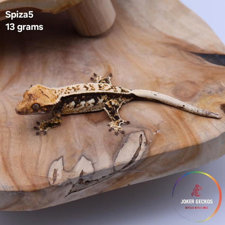 Wimpergekko Correlophus ciliatus JOKERGECKOS, Dieren en Toebehoren, Reptielen en Amfibieën, Hagedis, 0 tot 2 jaar