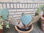 grote cactus, Huis en Inrichting, Kamerplanten, Cactus, Minder dan 100 cm, In pot, Volle zon
