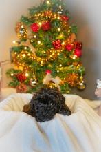 Coming soon! Maltipoo pups 5 weken oud., Dieren en Toebehoren, Honden | Niet-rashonden, CDV (hondenziekte), 8 tot 15 weken, Meerdere