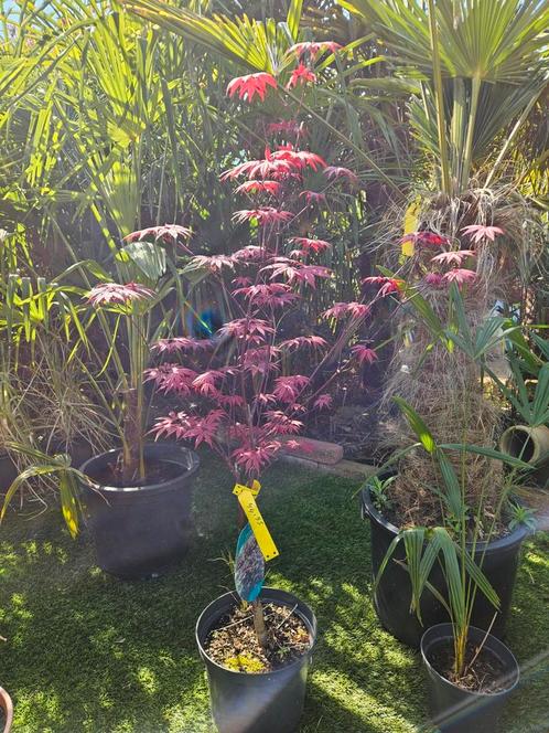 Japanse esdoorn / Acer, Tuin en Terras, Planten | Tuinplanten, Overige soorten, Halfschaduw, Bloeit niet, Ophalen of Verzenden