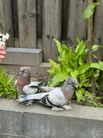 duiven, Dieren en Toebehoren, Vogels | Duiven, Meerdere dieren