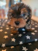 2 mooie yorkshire terrier mannetjes, Dieren en Toebehoren, Yorkshire Terriër, Reu, 8 tot 15 weken, Meerdere