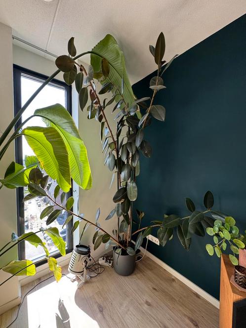 Ficus Elastica rubberboom 220cm, Huis en Inrichting, Kamerplanten, Ficus, 200 cm of meer, Ophalen